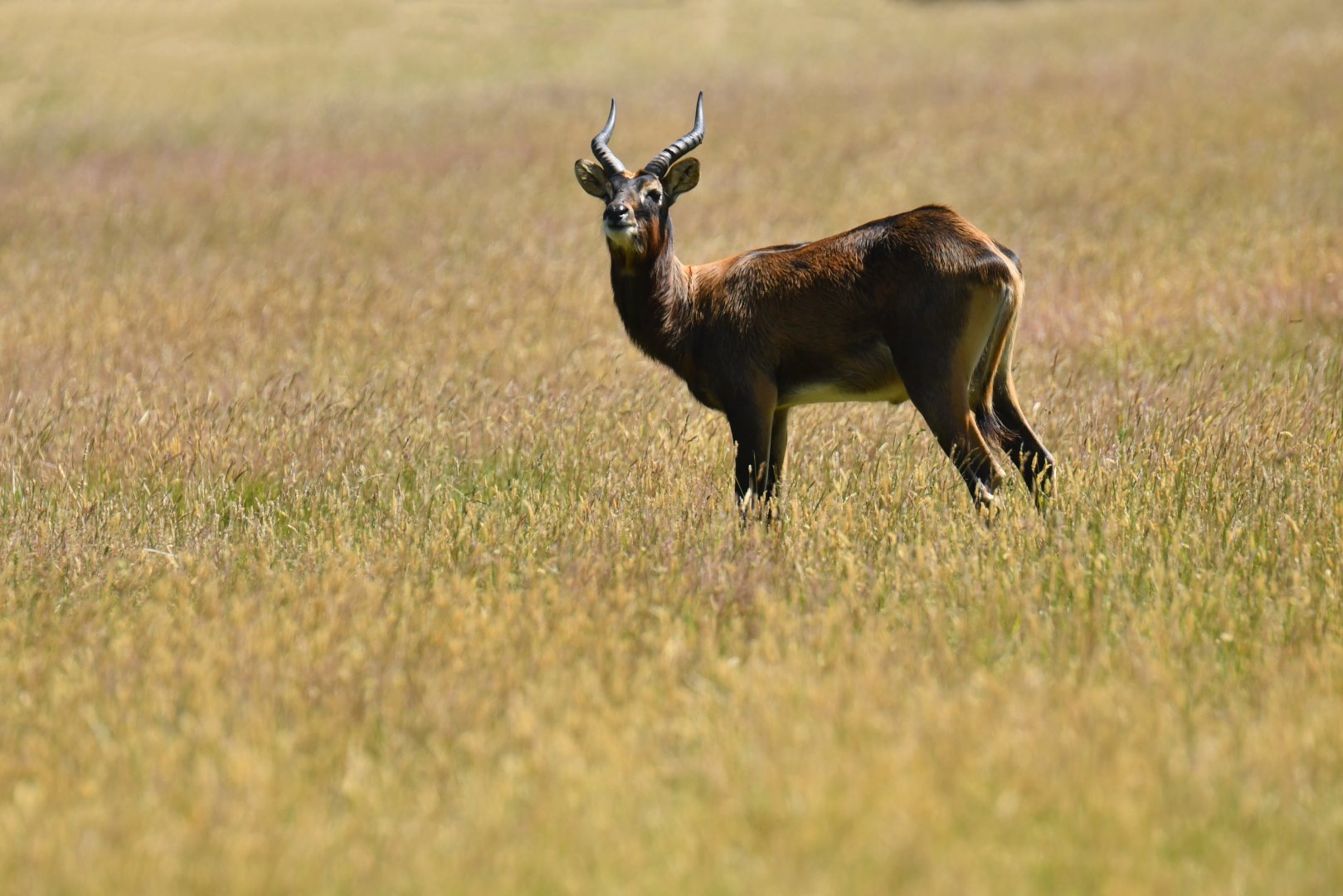 Nile lechwe (Kobus megaceros)