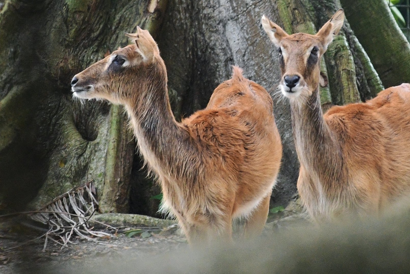 Nile Lechwe (Kobus megaceros)