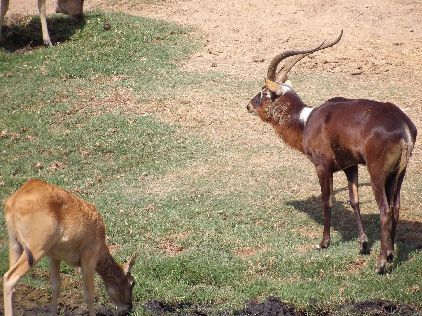 Nile Lechwe(Kobus megaceros)