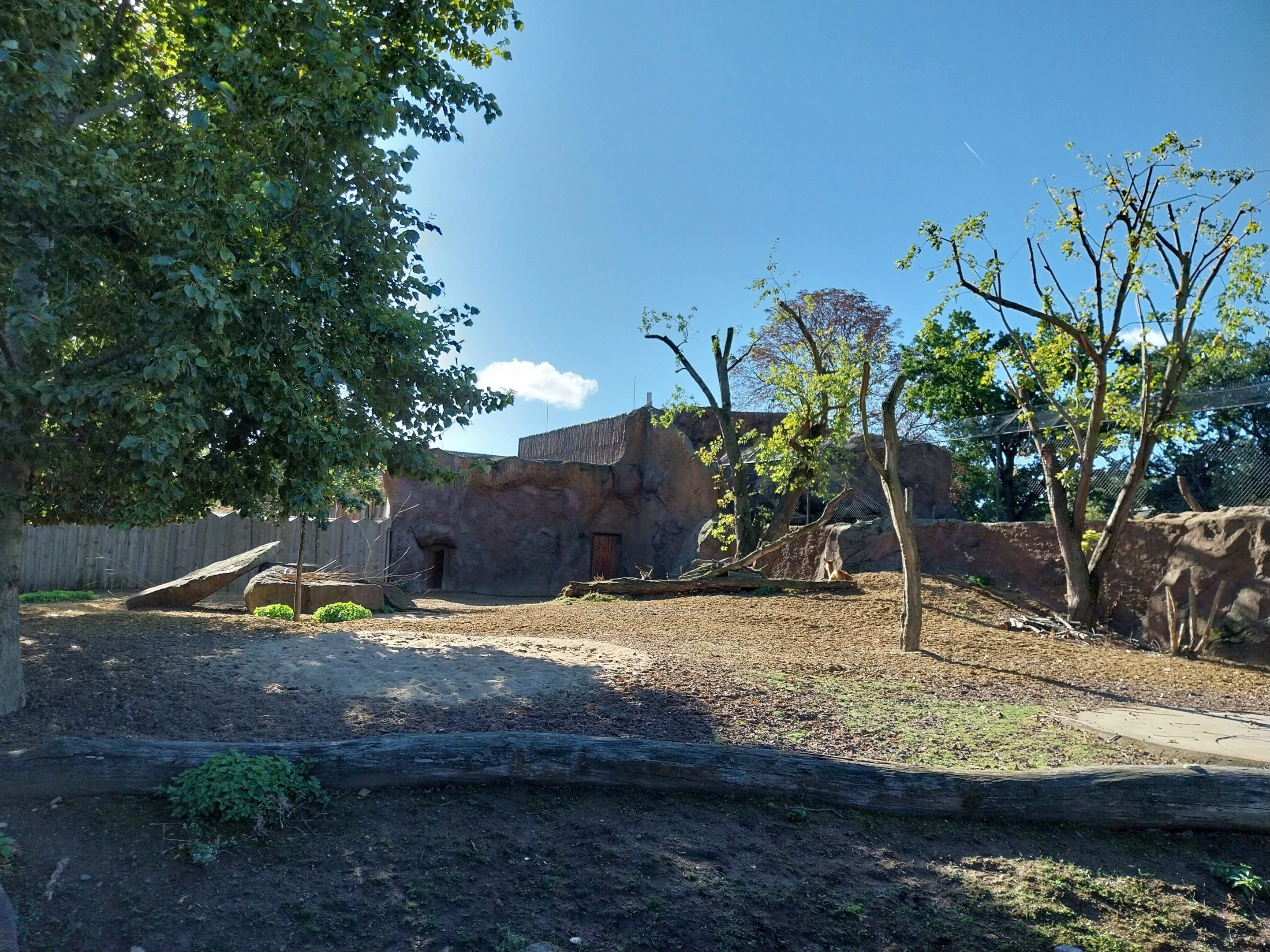 Nile Lechwe (Kobus megaceros)