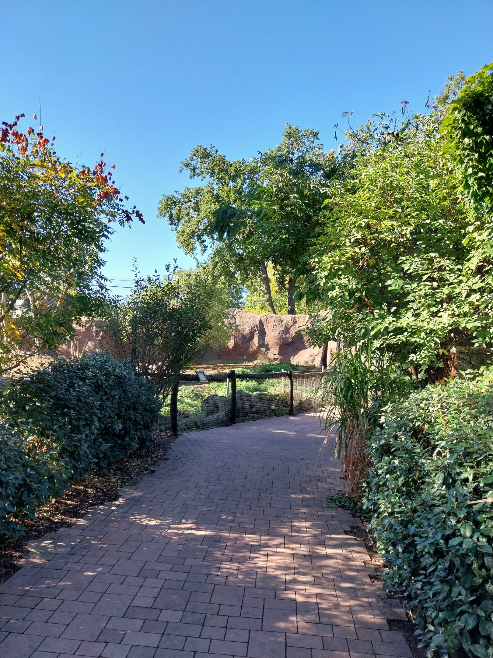 Nile Lechwe (Kobus megaceros)