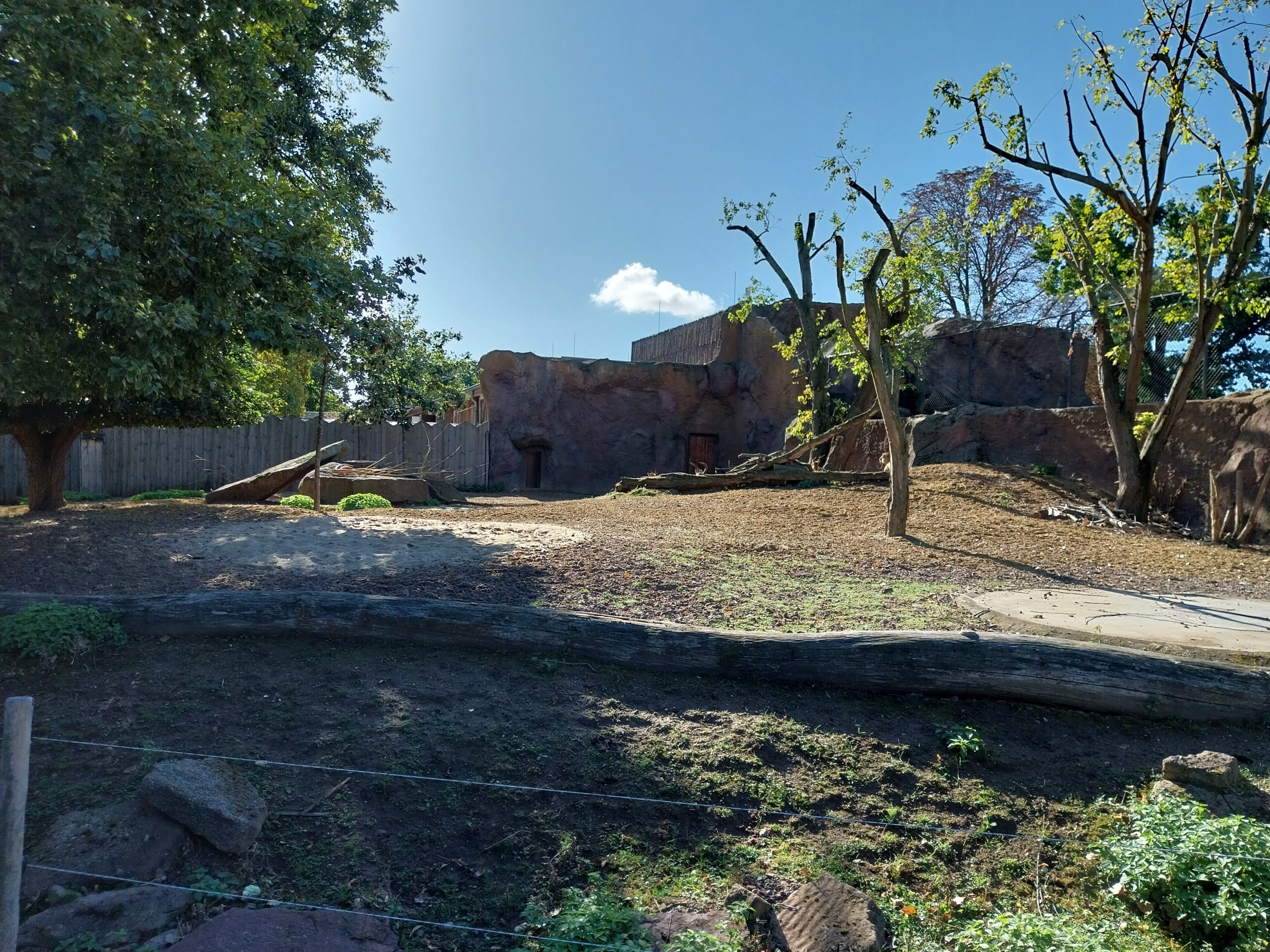 Nile Lechwe (Kobus megaceros)