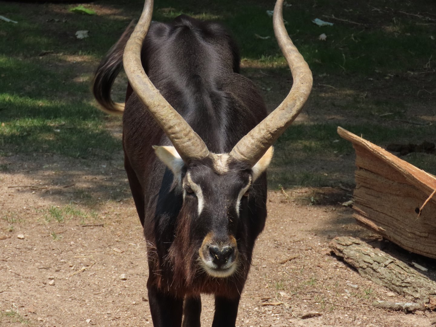 Nile Lechwe (Kobus megaceros)