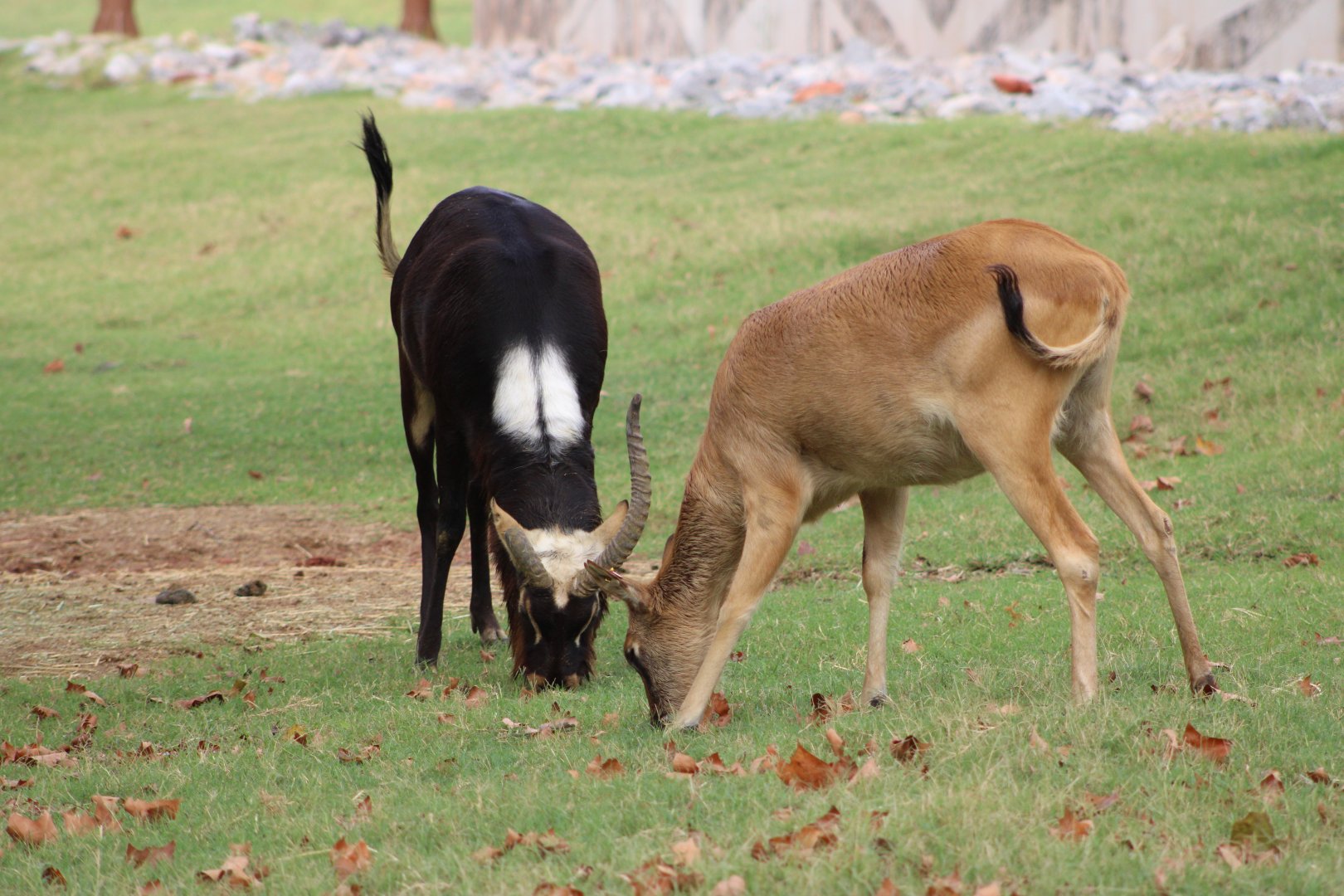 Nile Lechwe (Kobus megaceros)
