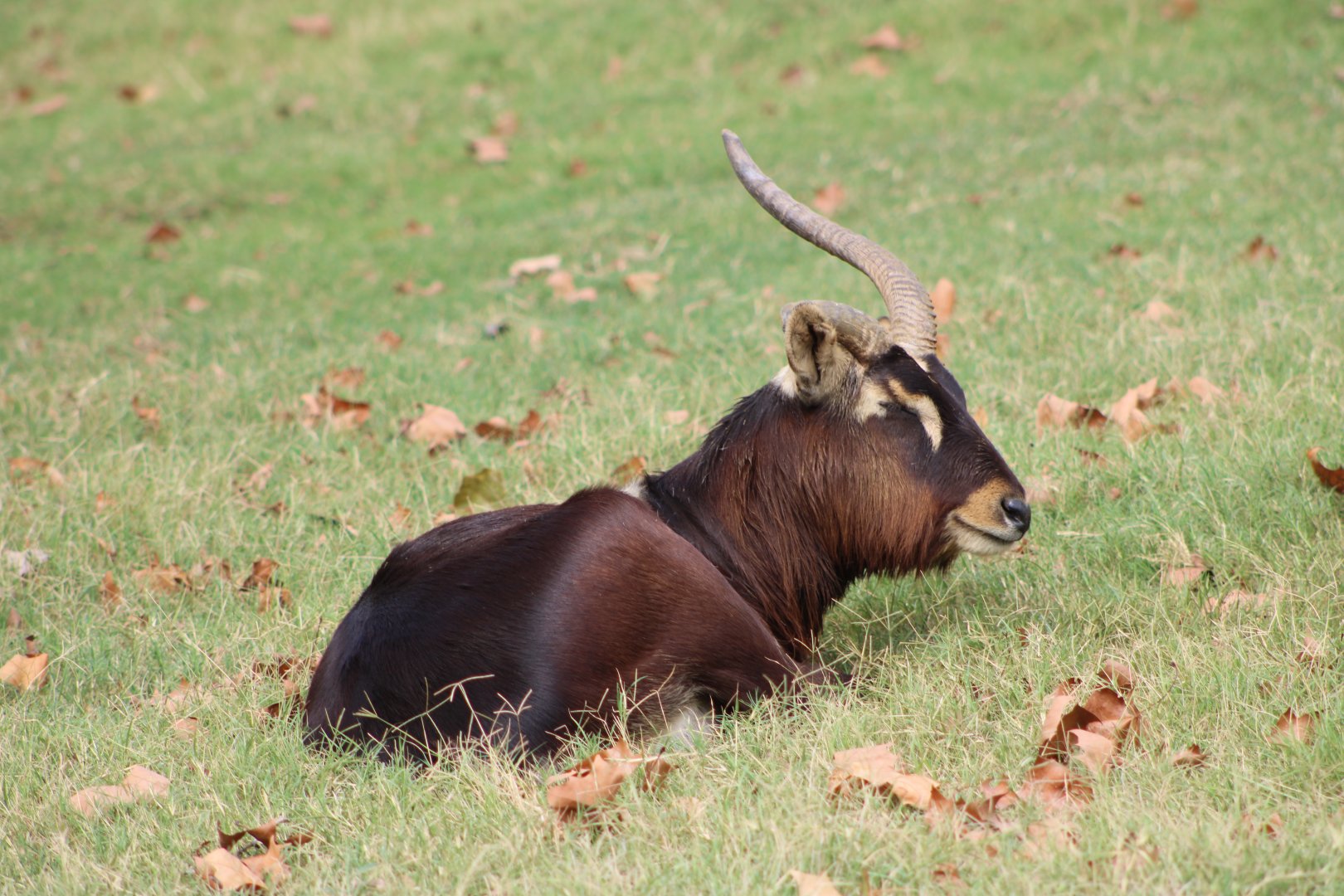 Nile Lechwe (Kobus megaceros)