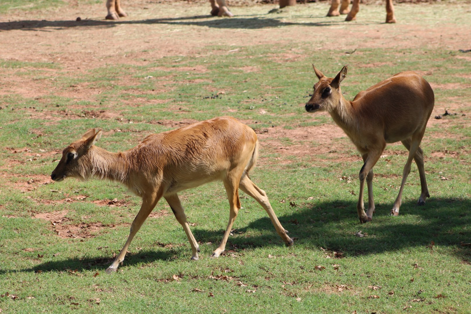 Nile Lechwe (Kobus megaceros)