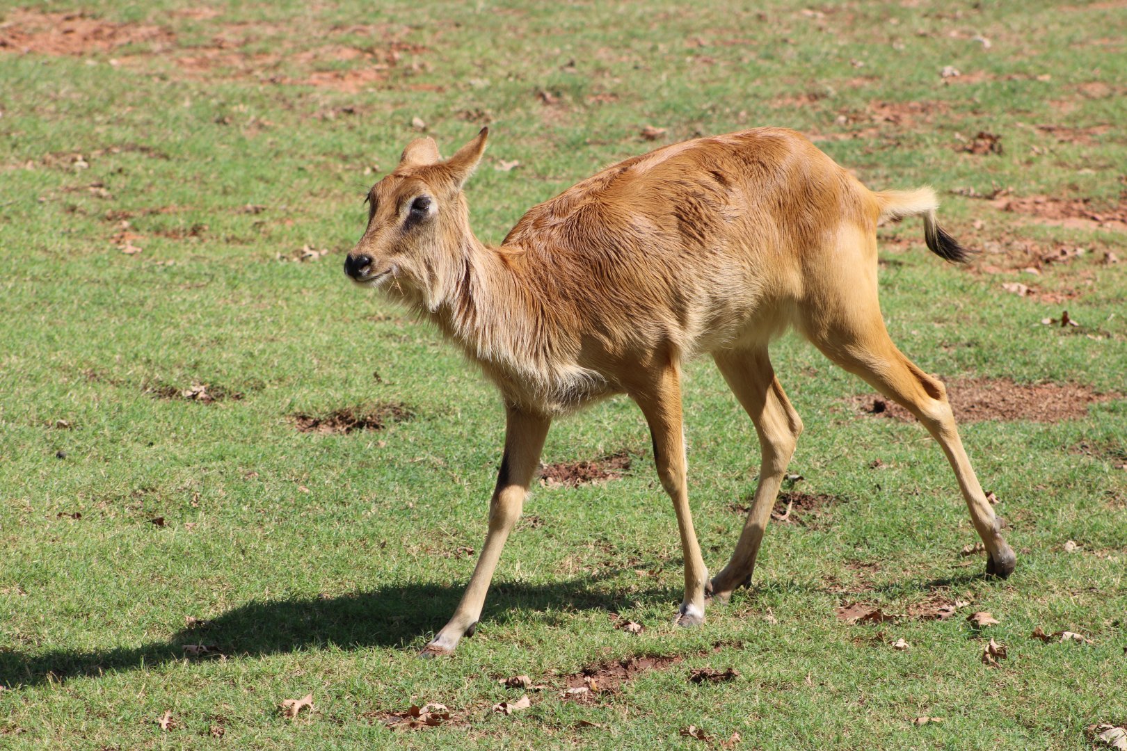Nile Lechwe (Kobus megaceros)