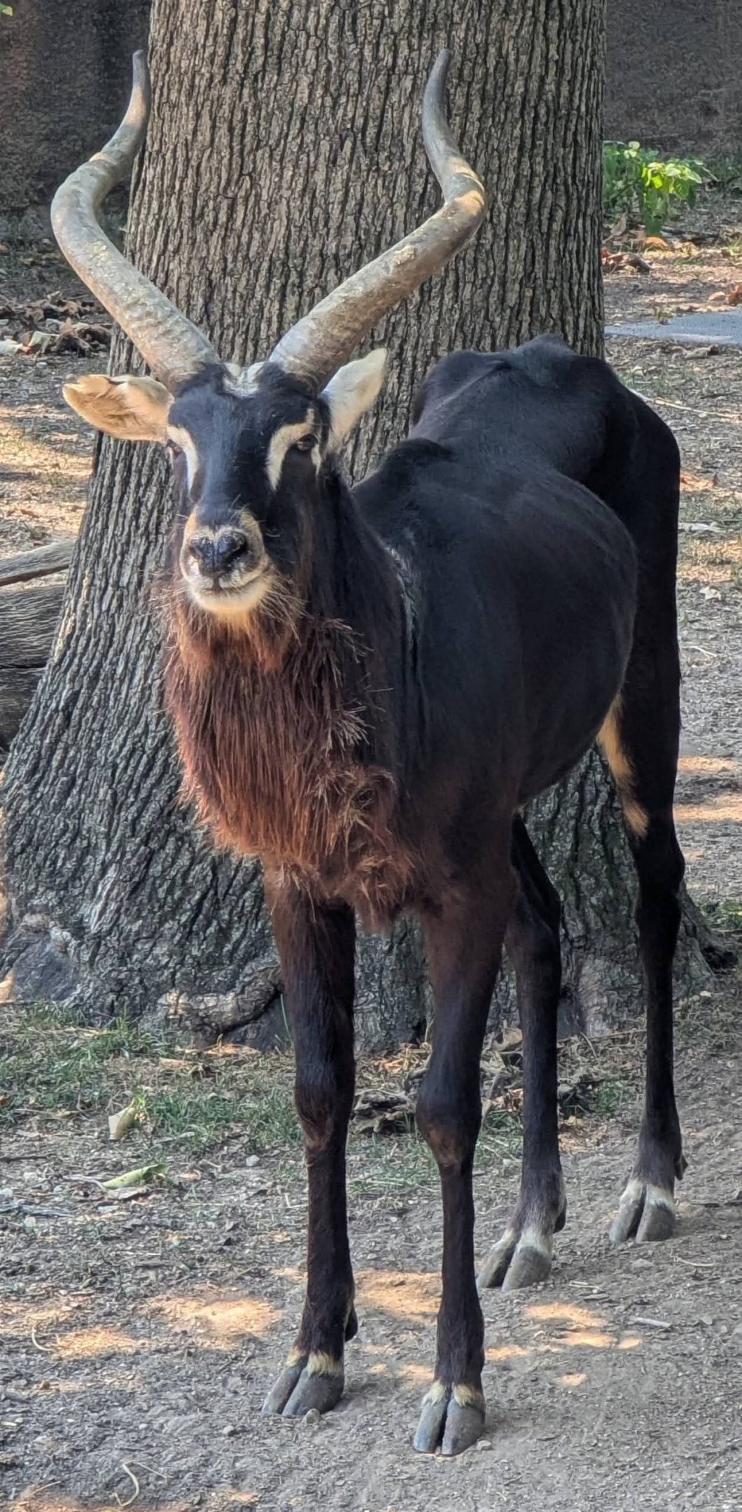 Nile lechwe (Kobus megaceros)
