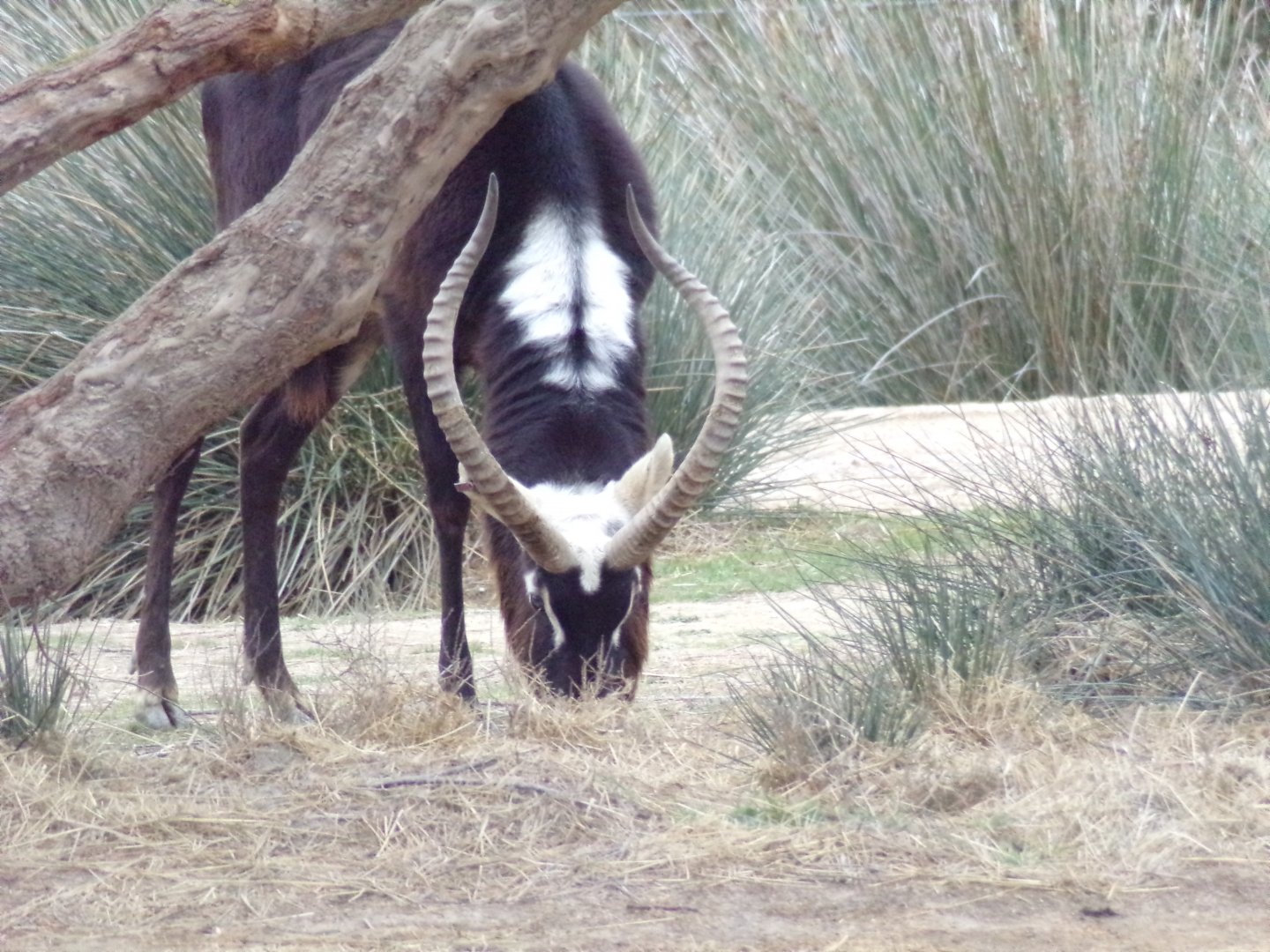 Nile Lechwe male grazing - Réserve Africaine de Sigean (2024)