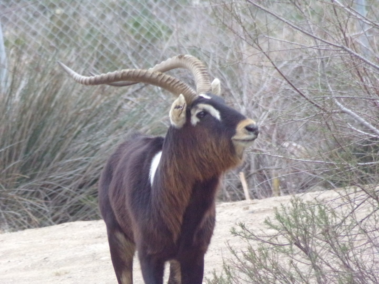 Nile Lechwe male - Réserve Africaine de Sigean (2024)