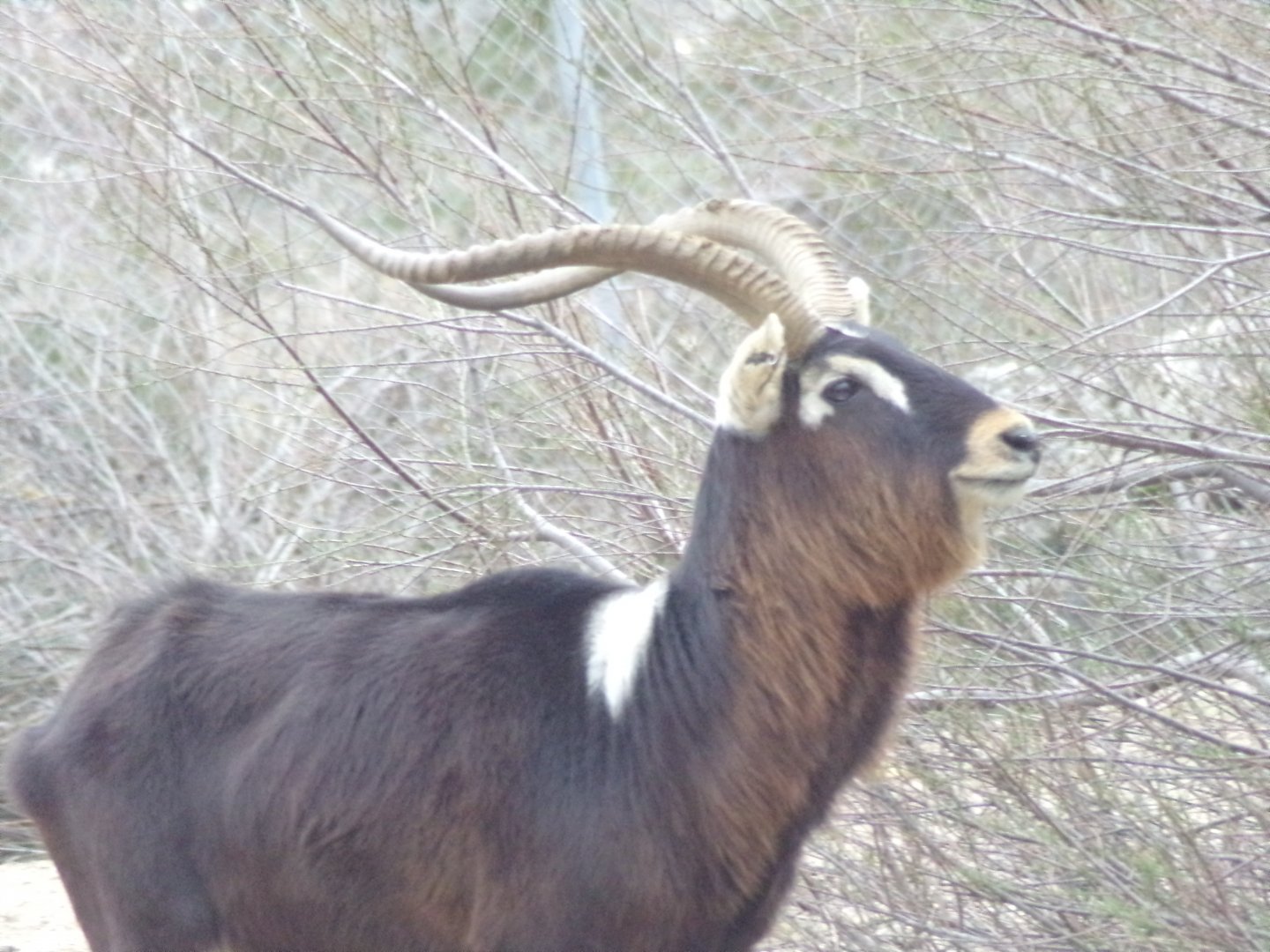 Nile Lechwe male - Réserve Africaine de Sigean (2024)