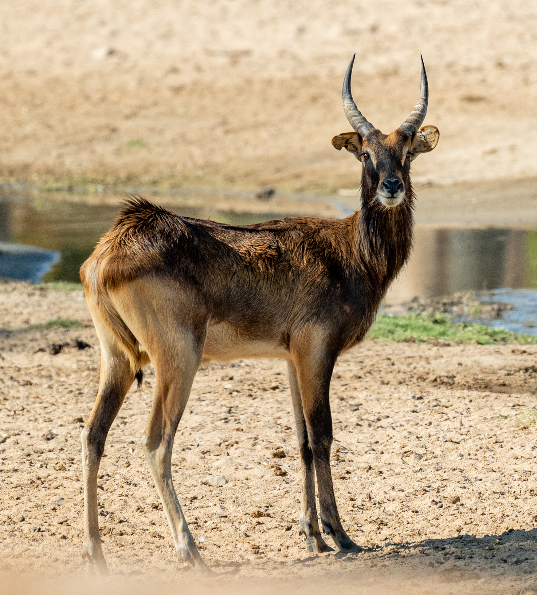 Nile Lechwe(male)