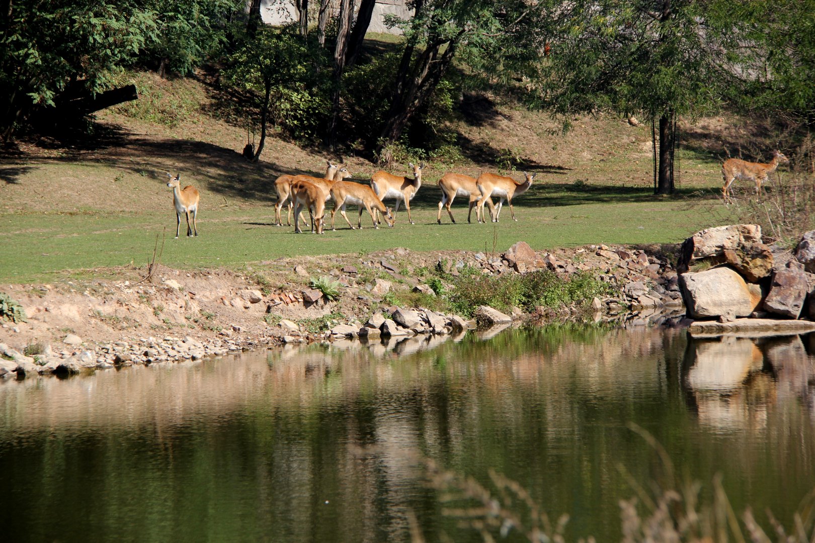 Nile lechwe or Mrs Gray's lechwe (Kobus megaceros) exhibit