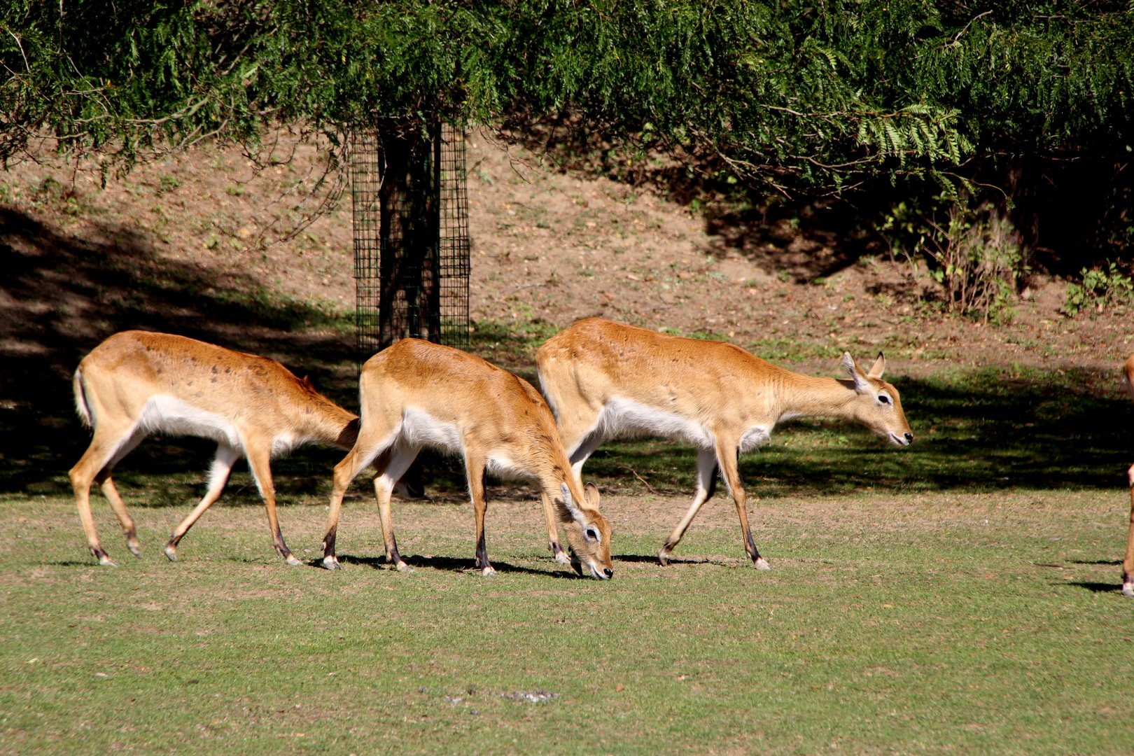 Nile lechwe or Mrs Gray's lechwe (Kobus megaceros)