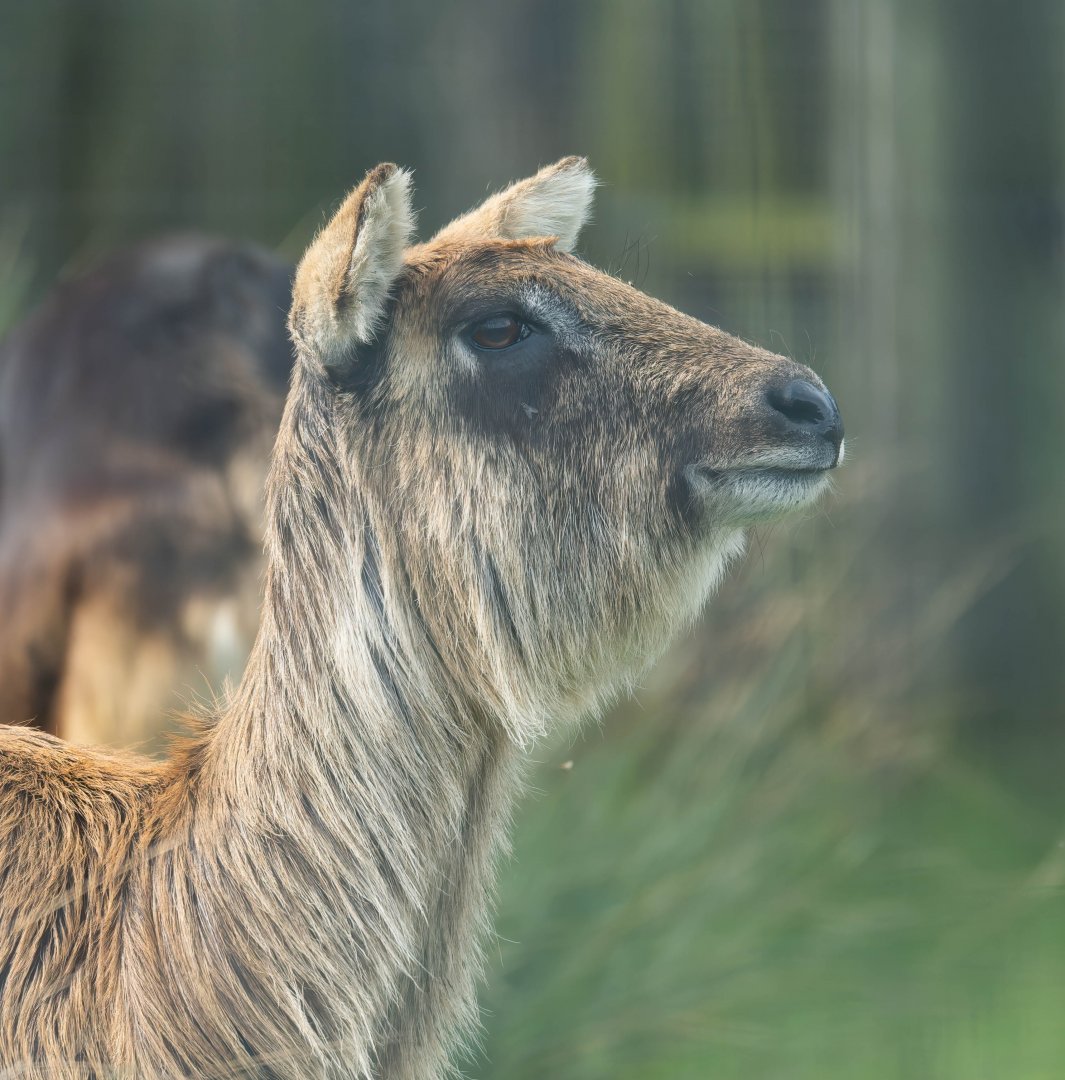 Nile Lechwe, Pip, (f), Africa Alive, UK