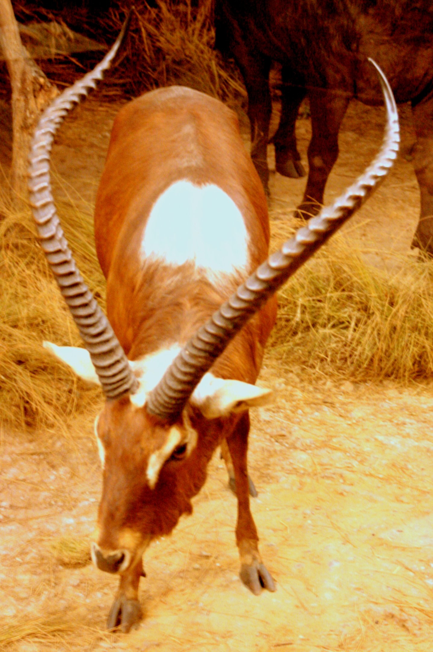 Nile lechwe; Powell-Cotton Museum; 11th June 2017