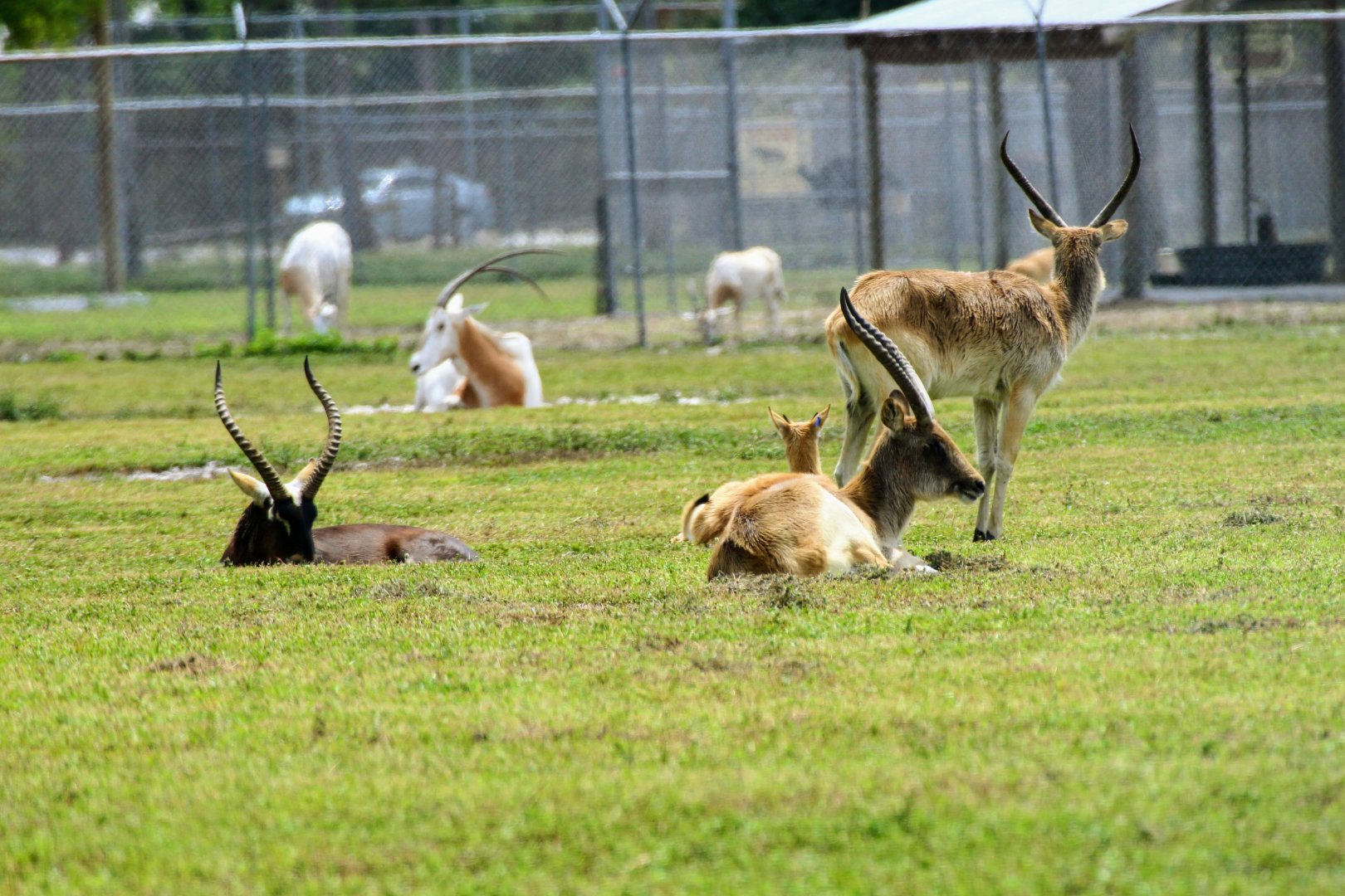 Nile Lechwe & Scimitar-horned Oryx (2016)