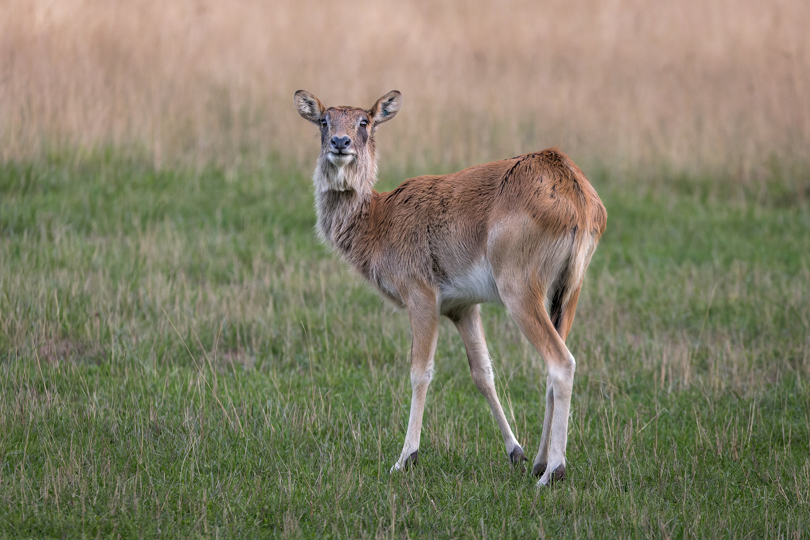 Nile Lechwe / Watatunga / 15-9-22