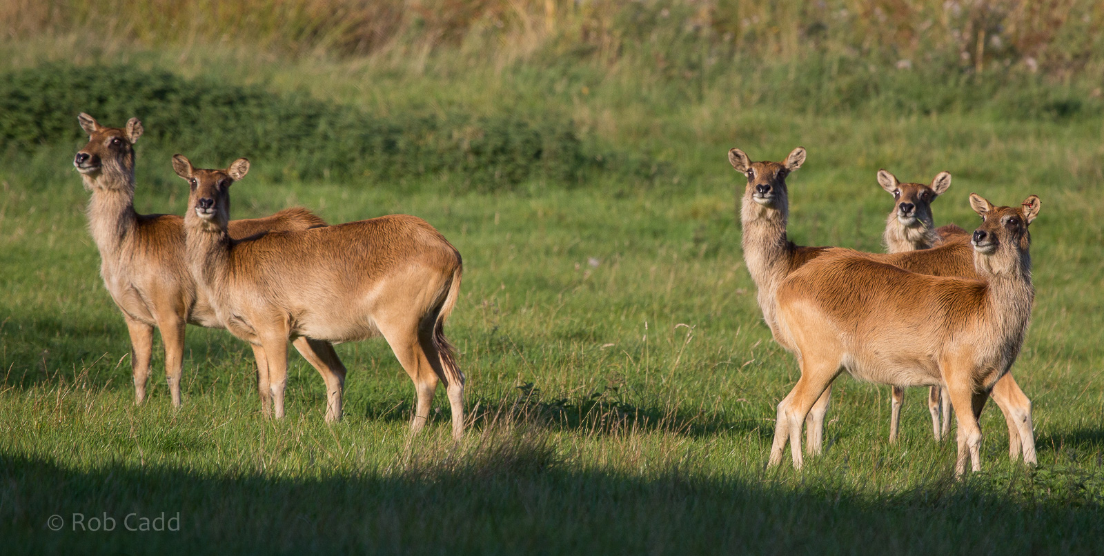 Nile lechwe : Whipsnade : 07 Sep 2014