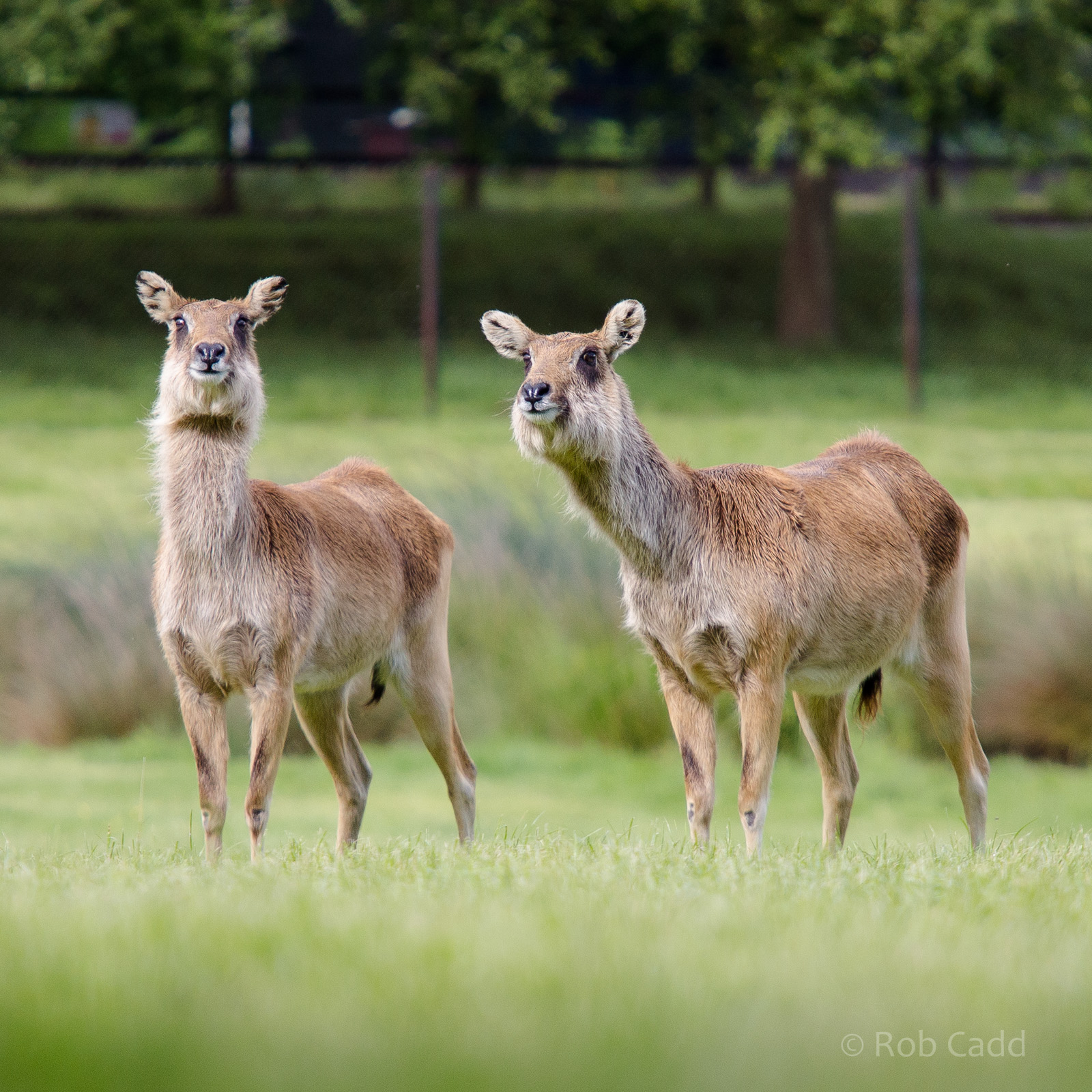Nile lechwe : Whipsnade : 24 May 2014