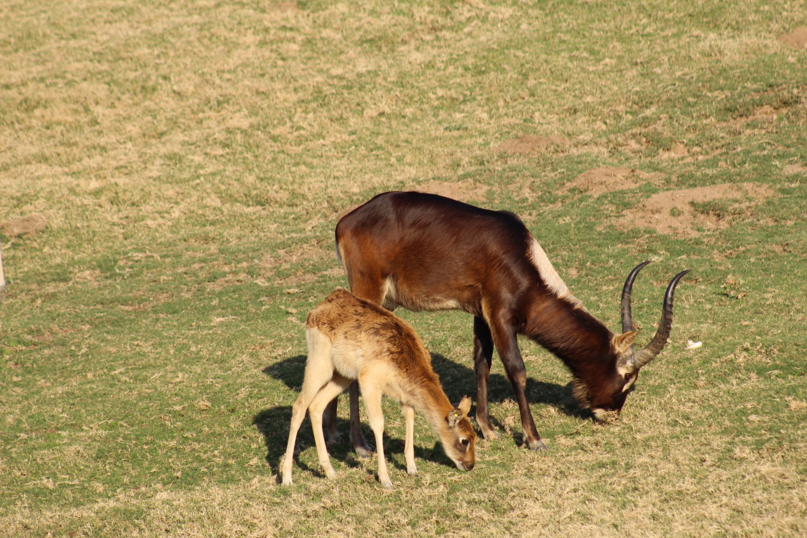 Nile Lechwe with Fawn