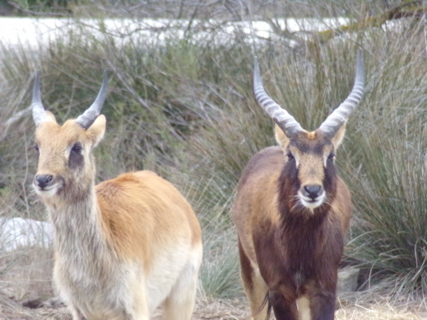 Nile Lechwe young males - Réserve Africaine de Sigean (2024)