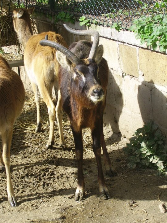 Nile Lechwe Zoo di Napoli 2010
