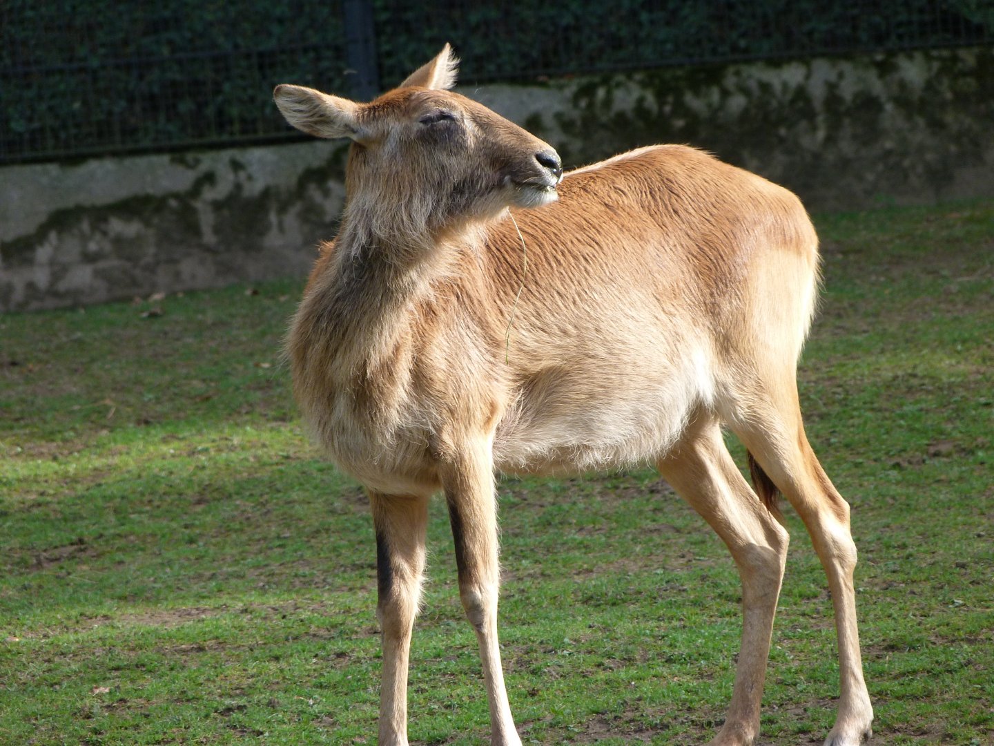 Nile lechwe -Zoo Praha (2025)