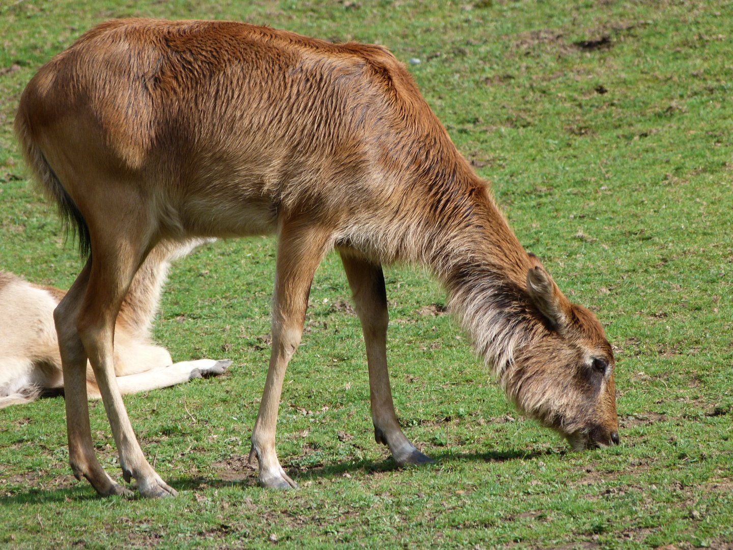 Nile lechwe -Zoo Praha (2025)