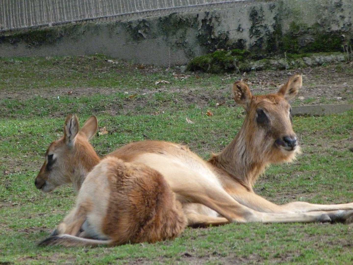 Nile lechwe -Zoo Praha (2025)