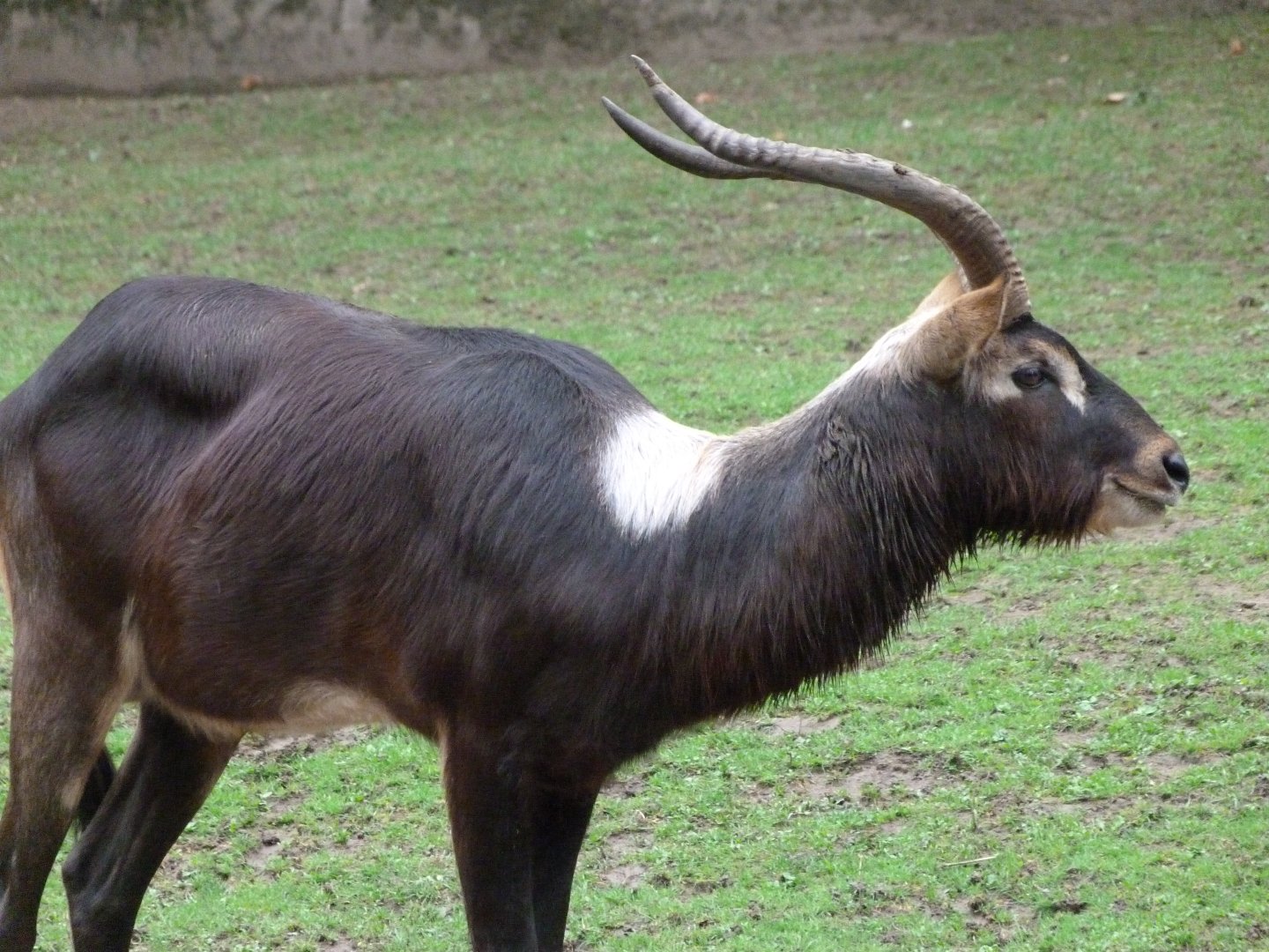 Nile lechwe -Zoo Praha (2025)