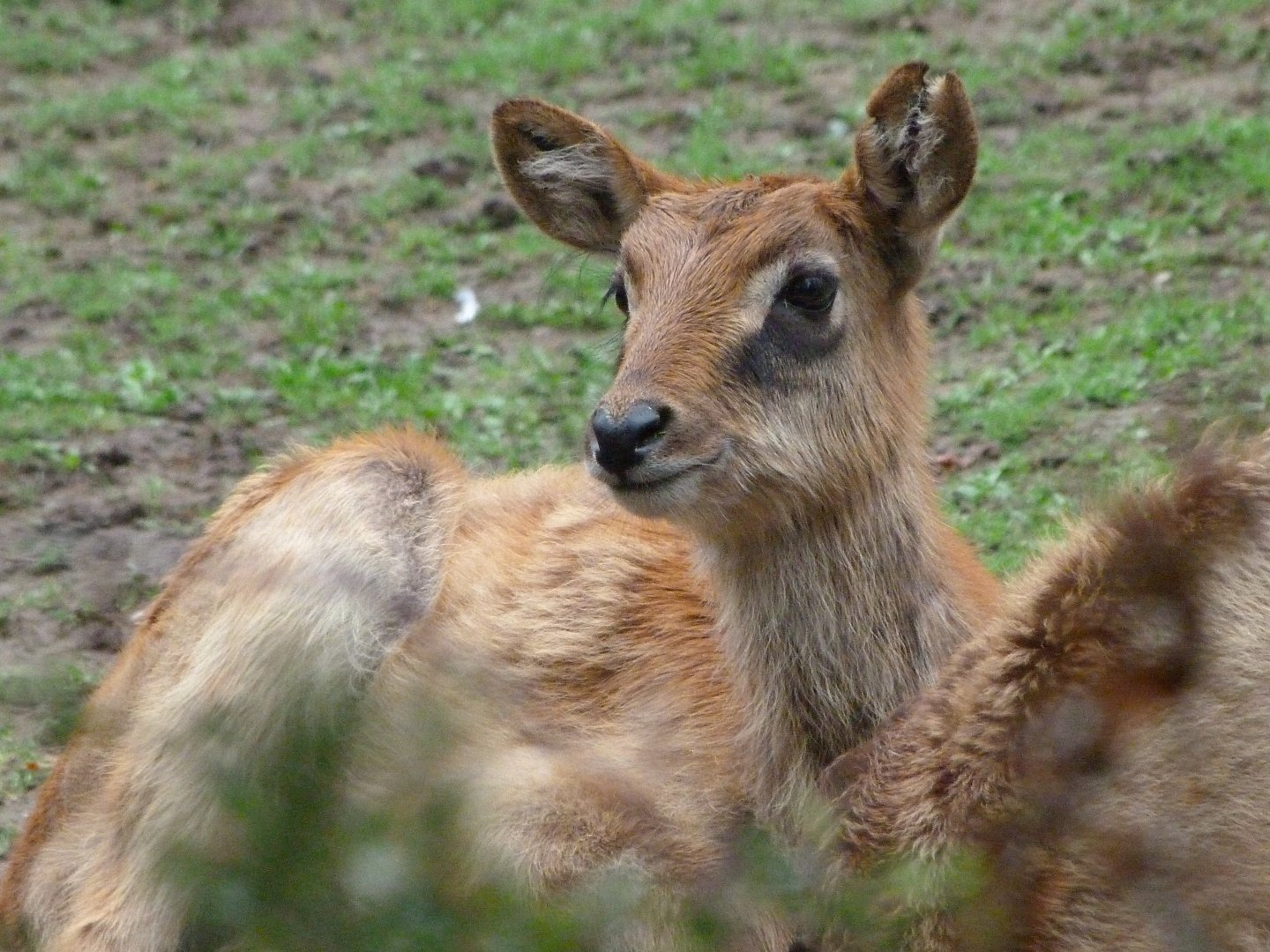 Nile lechwe -Zoo Praha (2025)