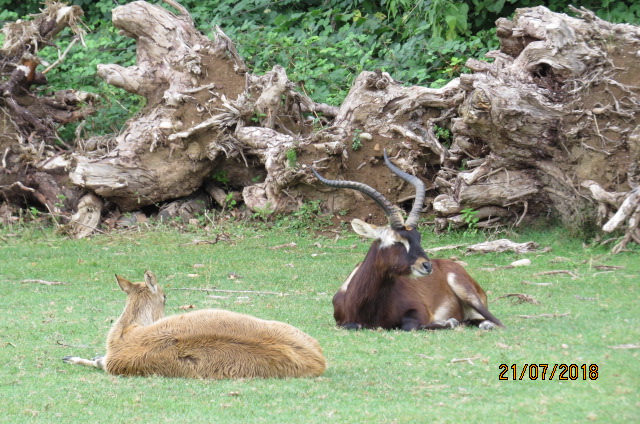 Nile Lechwe