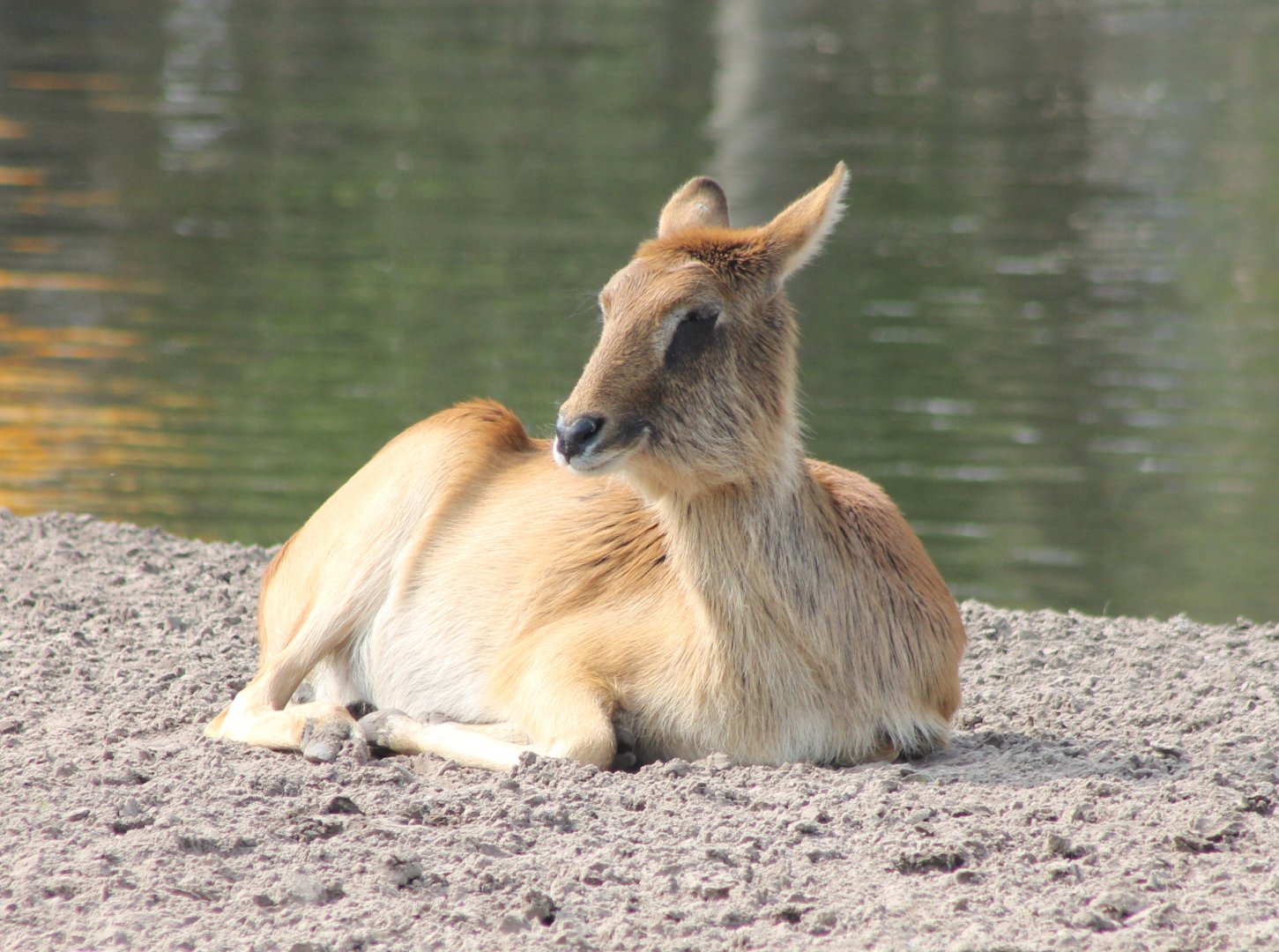 Nile lechwe
