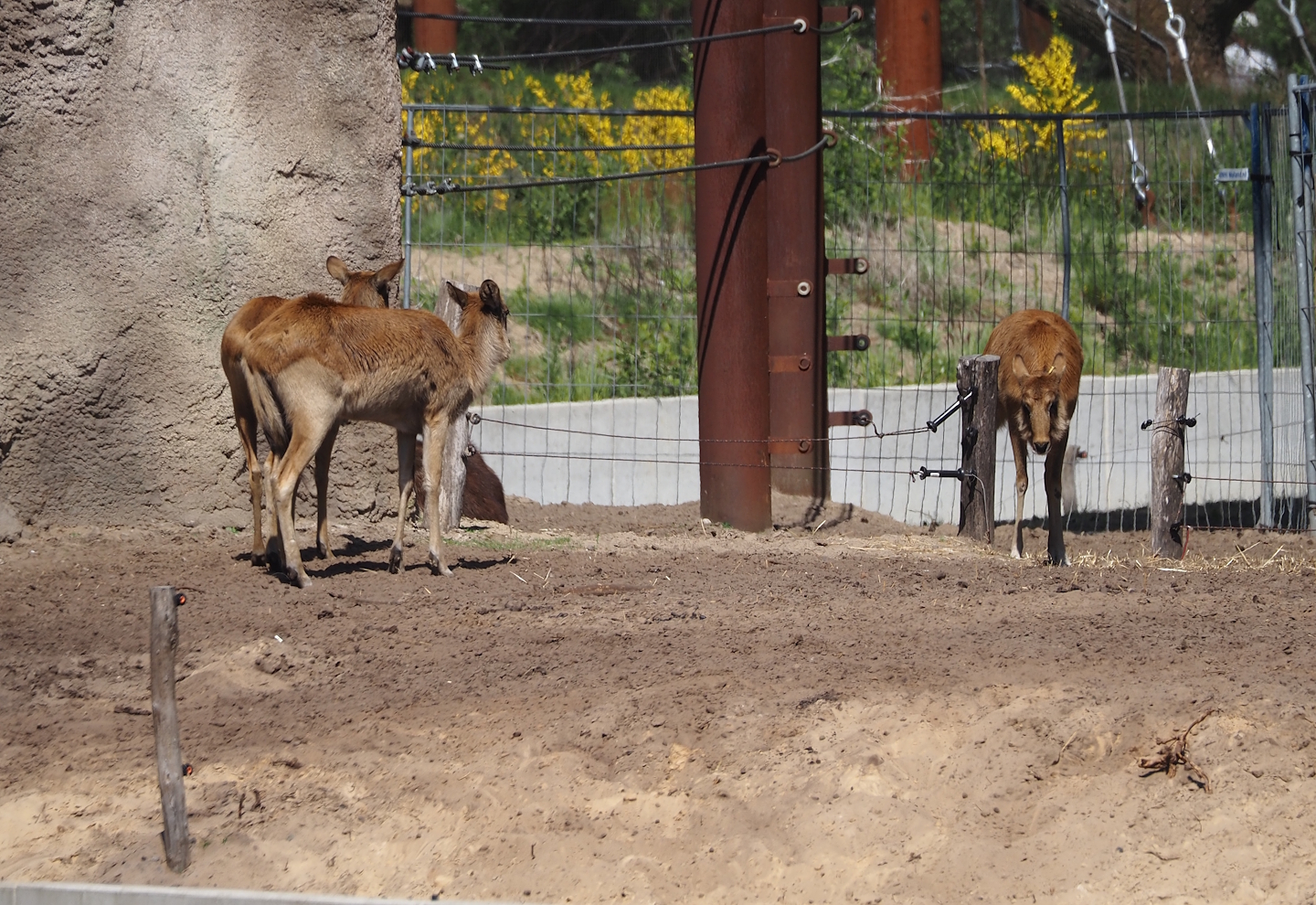 Nile lechwes (Kobus megaceros), 2025-04-30