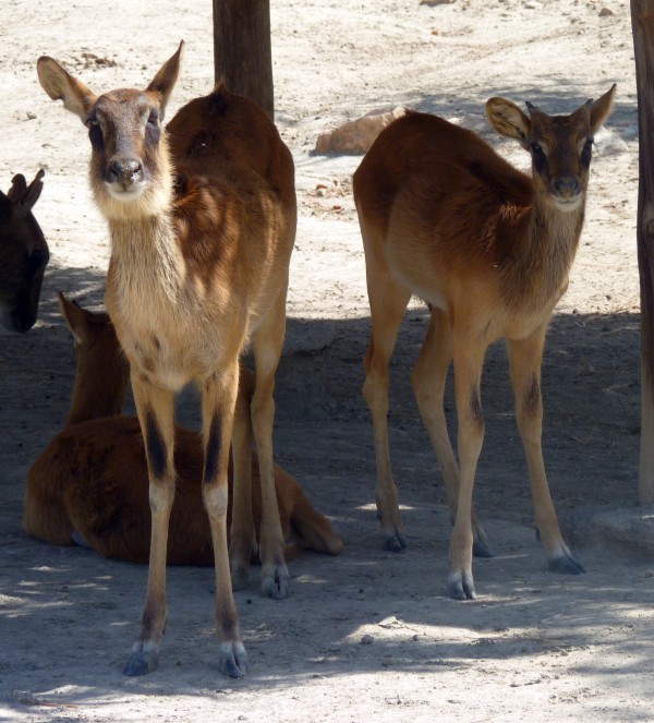 Nile lechwes (Kobus megaceros)