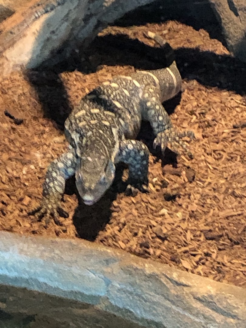 Nile Monitor 2-24-2020