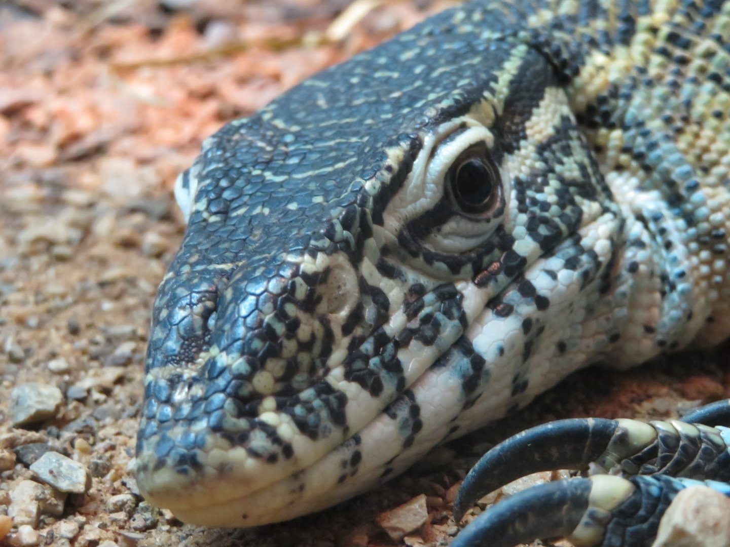Nile Monitor (2019)
