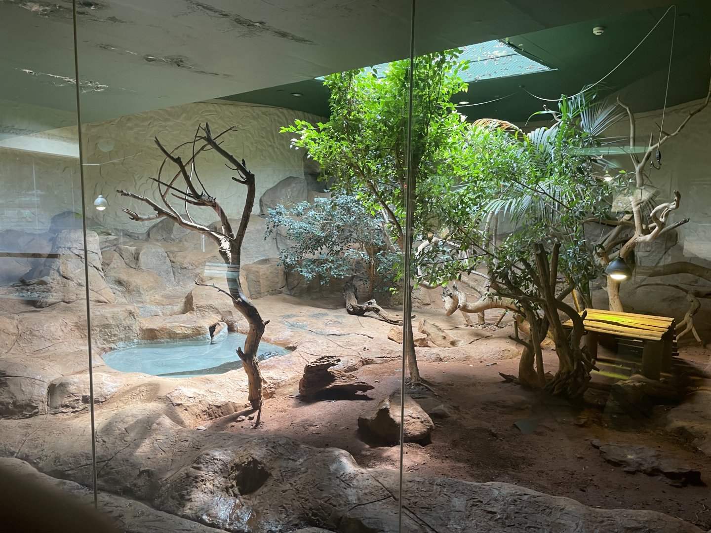 Nile Monitor and Yacare Caiman Exhibit (.Varanus niloticus, Caiman yacare)