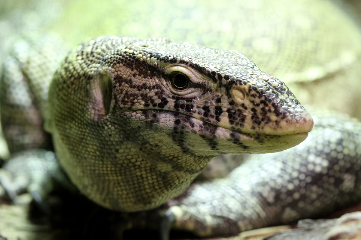 Nile Monitor at Bugtopia the Zoo Rutland 16/3/2019