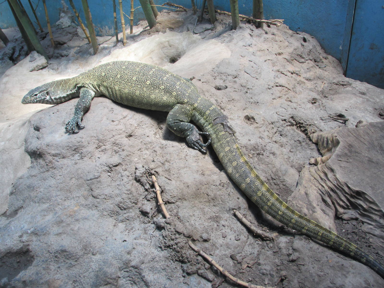 nile monitor BA zoo