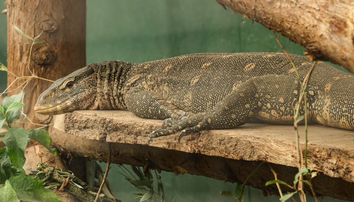 Nile monitor : Call of the Wild : 17 Jul 2025