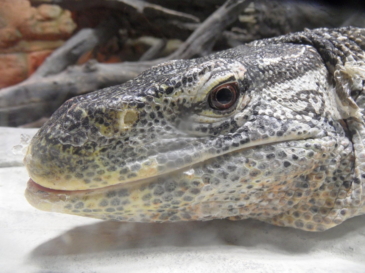 Nile monitor closeup