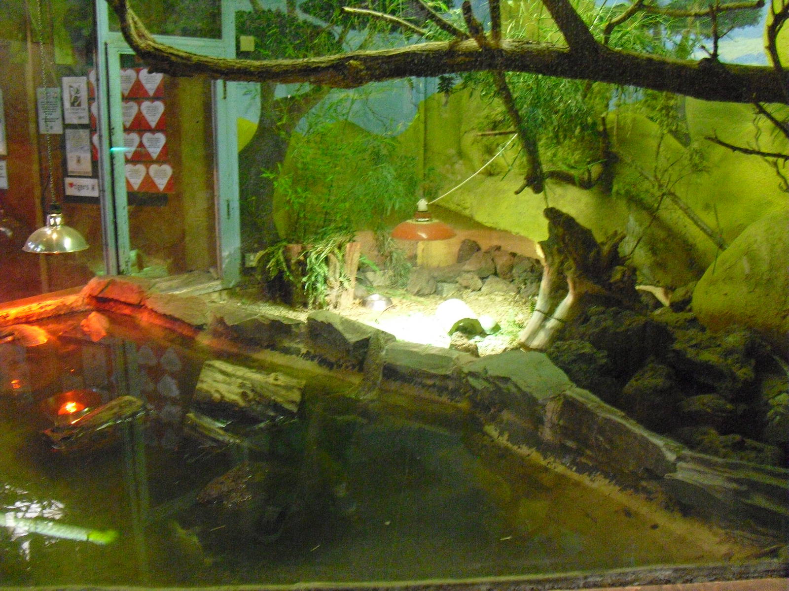 Nile Monitor Display - 01/10/2011