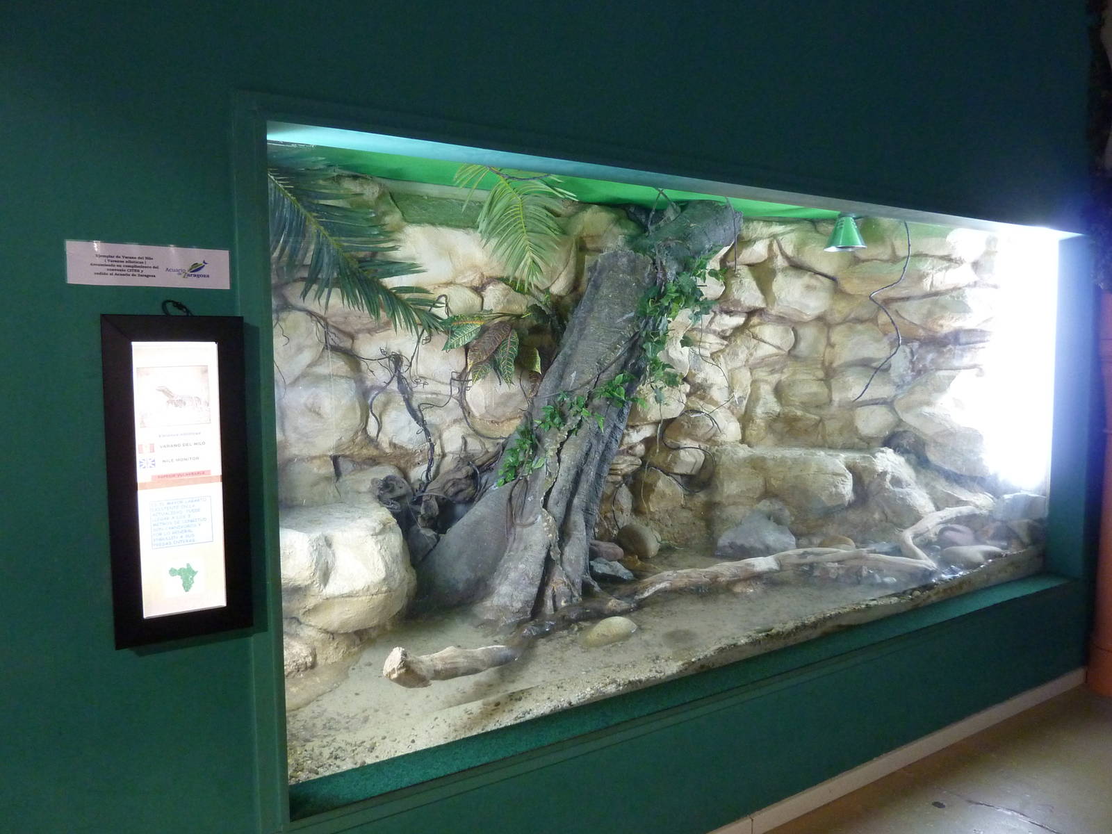 Nile monitor enclosure, 10th April 2012