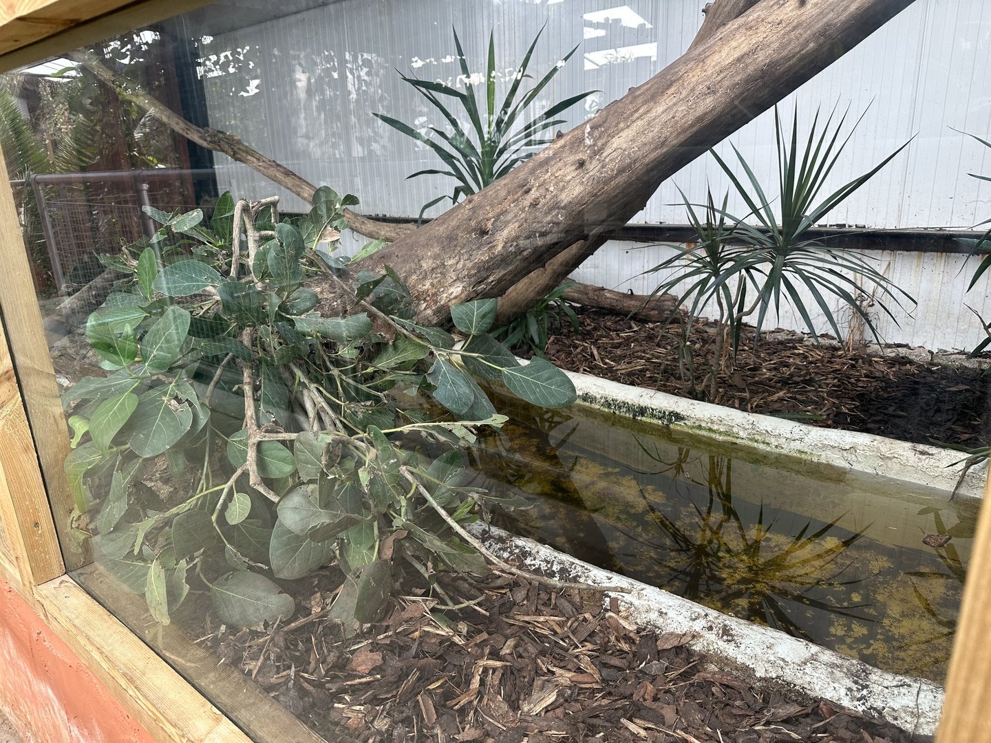 Nile Monitor Enclosure at Johnsons of Old Hurst (October 2023)