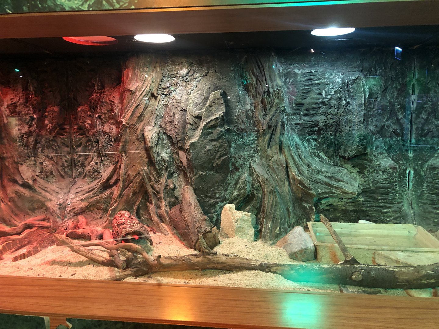 Nile monitor enclosure at the Emaar aquarium