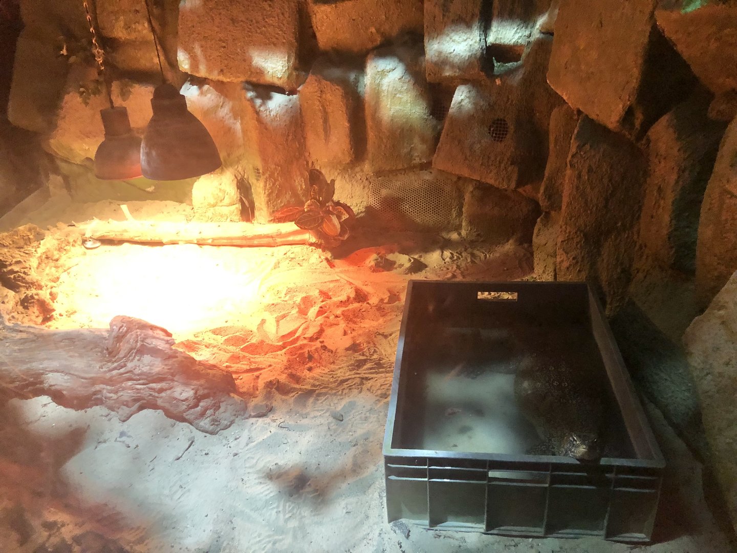 Nile Monitor Enclosure at ViaSea Aquarium