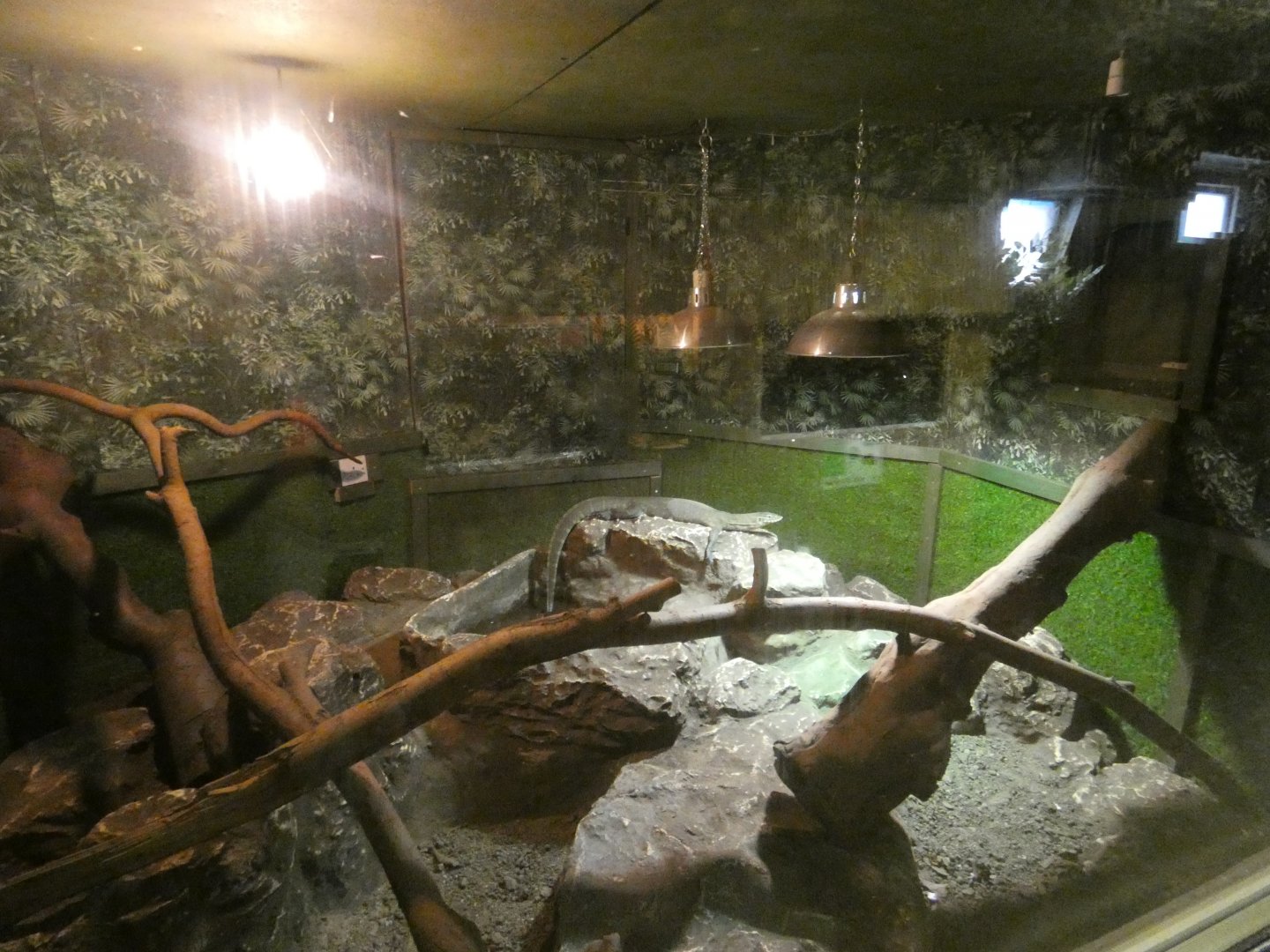 Nile monitor enclosure (Greenacres Animal Park)