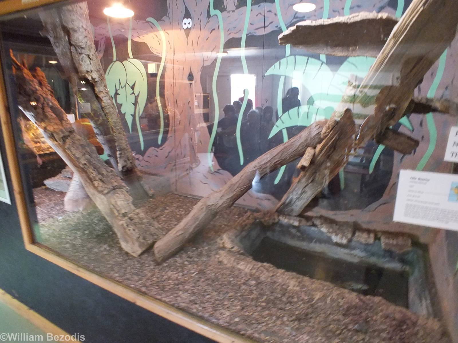Nile Monitor Enclosure